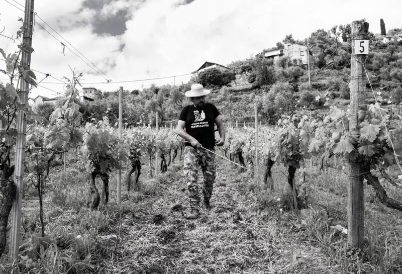 nebulizzazione del preparato 501 in vigna
