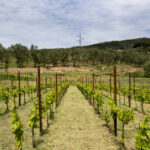 giovane vigneto di bianchetta genovese, vini liguri