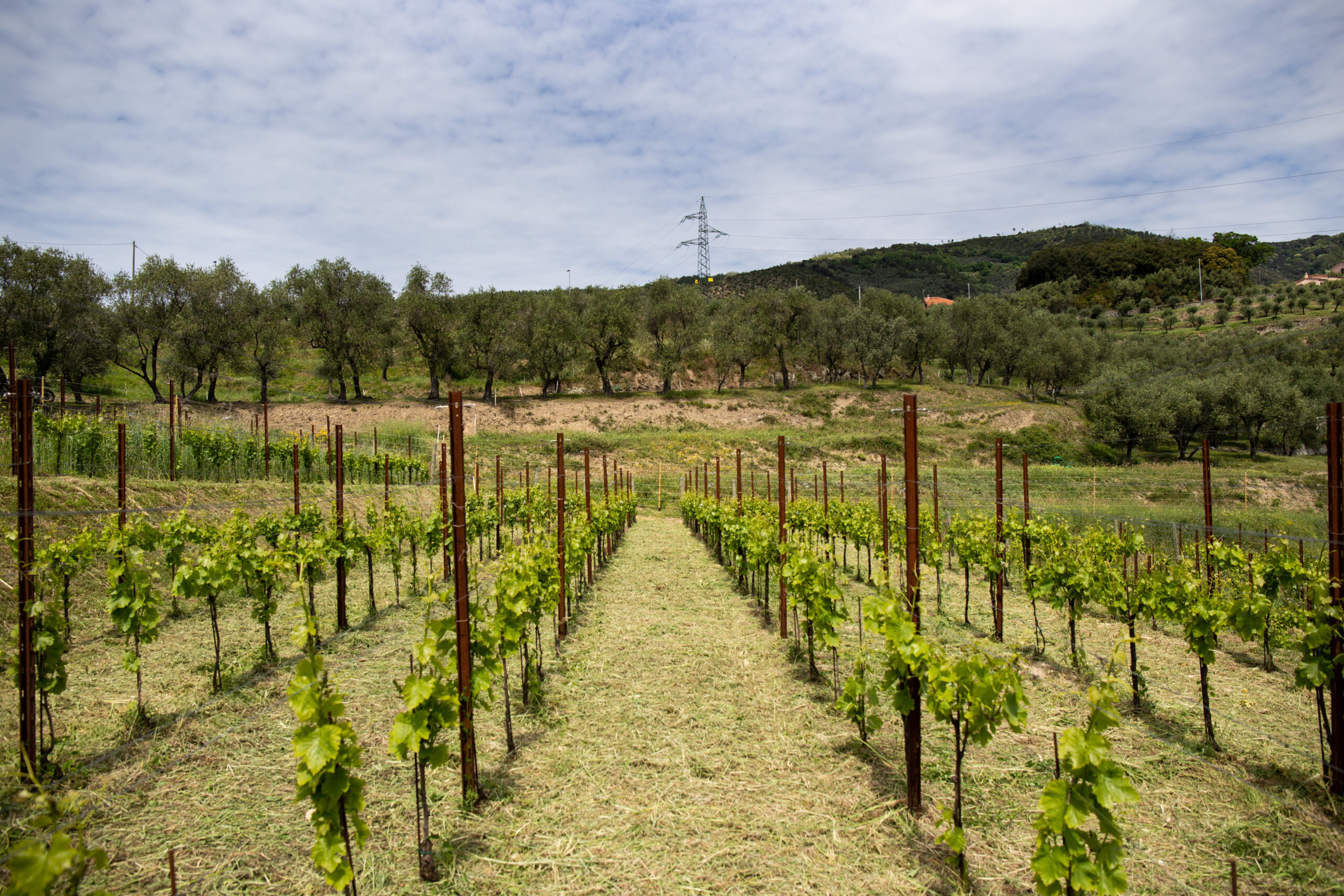 giovane vigneto di bianchetta genovese, vini liguri